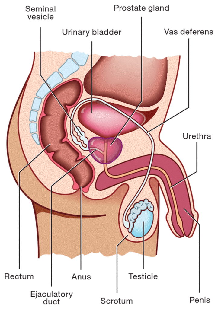 Azoospermia