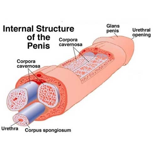 Erectile Dysfunction cost in Bangalore