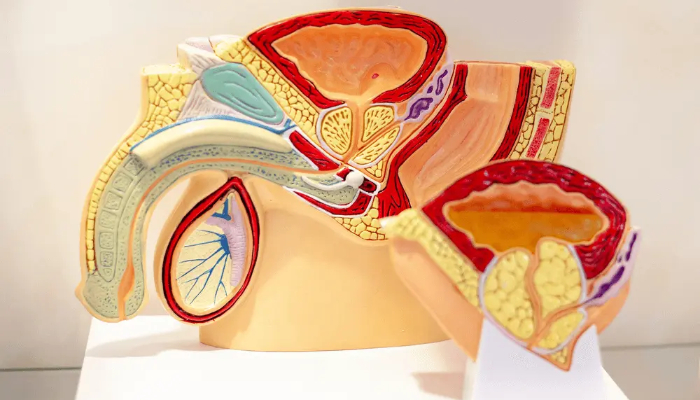 June Spotlight: Prioritizing Male Sexual & Reproductive Health Naturally