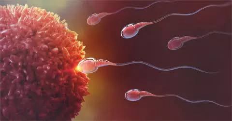 Sexually Transmitted Infections (STIs) and Their Impact on Male Fertility